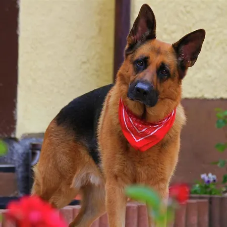 Horská chata Tauernlodge Edelweiss 42e Wagrain